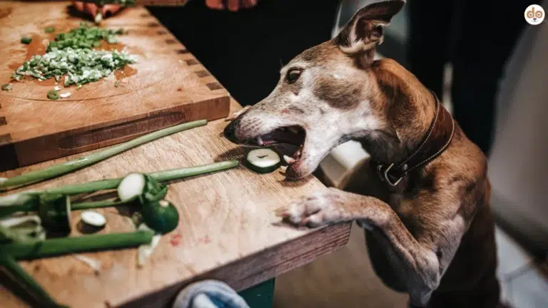 Hund klaut eine Scheibe Zucchini vom Tisch, während Besitzer sich ein Sandwich macht