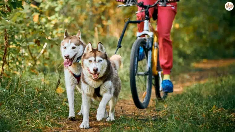 Häufige Fehler im Zugsport vermeiden