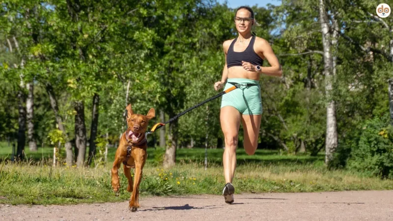 Die 5 wichtigsten Sicherheitstipps für den Zugsport mit Hund