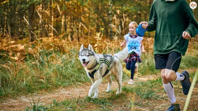 Vater mit Kind und Husky betreiben Canicross Zugsport im Wald