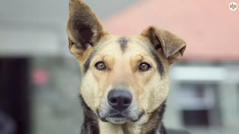 Wahre Lebensfreude: Achtsamkeit als der Schlüssel zu einer glücklichen Hund-Mensch-Beziehung
