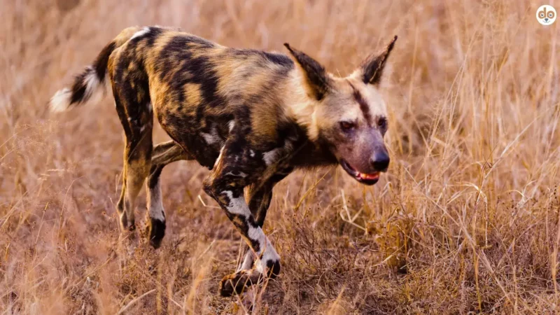 Die Rolle der Domestizierung: Überleben und Evolution ohne Mensch?