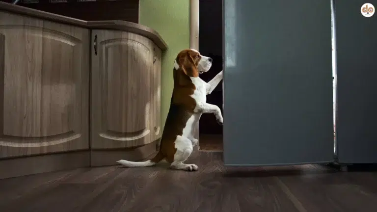 Beagle in Küche vor Kühlschrank