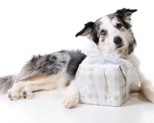 Border Collie mit Geschenk Päckchen, weihnachtliches Geschenkpapier, Schleife