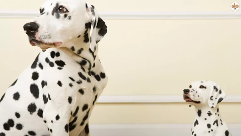 Echter Dalmatiner neben künstlicher Hundefigur Büste Statur Nachahmung