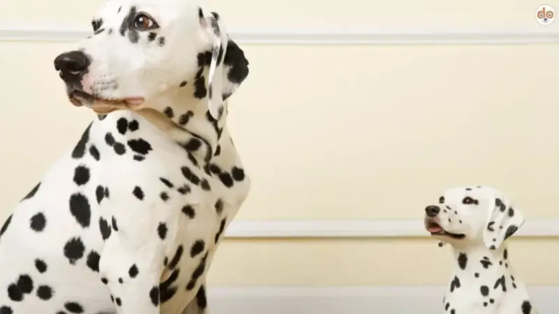 Nachahmungsverhalten bei Hunden: 5 Dinge, die du vor deinem Hund vermeiden solltest