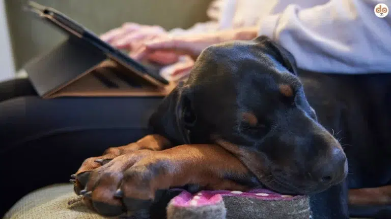 Junger Dobermann schläft auf Couch während Herrchen auf Laptop nach Haustierversicherung ohne Altersbeschränkung sucht