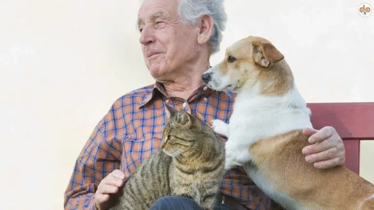 Ehrentag für Oma und Opa Grosseltern Senior sitzt mit Hund und Katze auf Bank