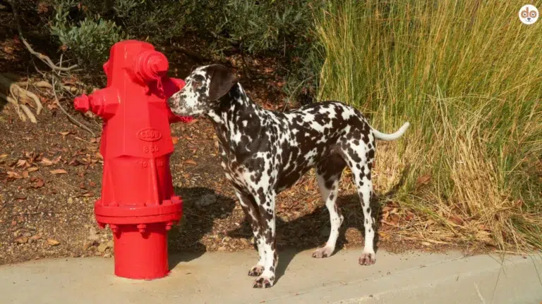 Feuerwehrhund Dalmatiner an Hydrant