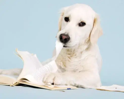Philosophie, Golden Retriever knabbert an Buchseiten
