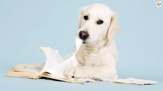 Philosophie, Golden Retriever knabbert an Buchseiten