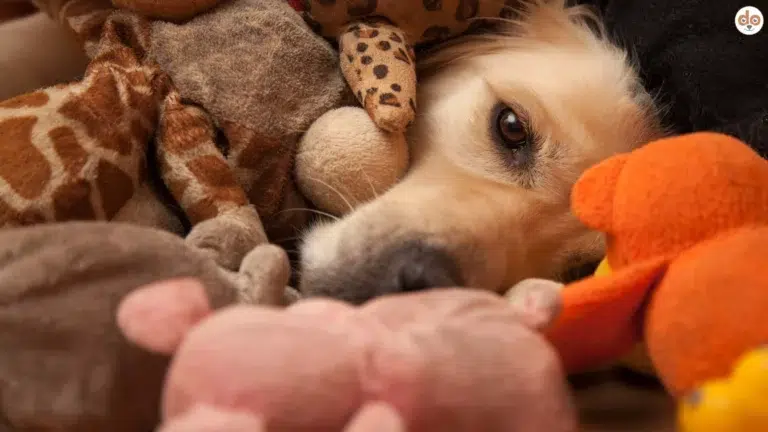 Beitragsserie Produkte und Zubehör Grundausstattung Golden Retriever in Berg von Stofftieren