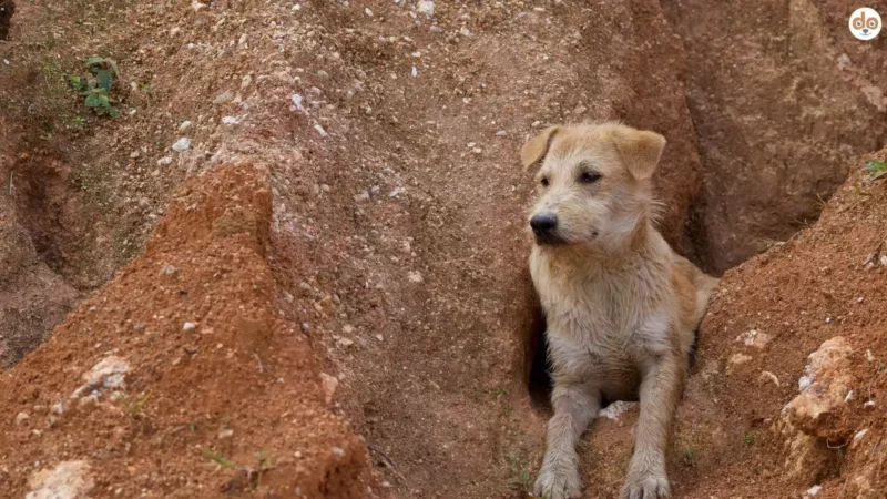 Leishmaniose bei Hunden – Eine unterschätzte Gefahr aus den Tropen
