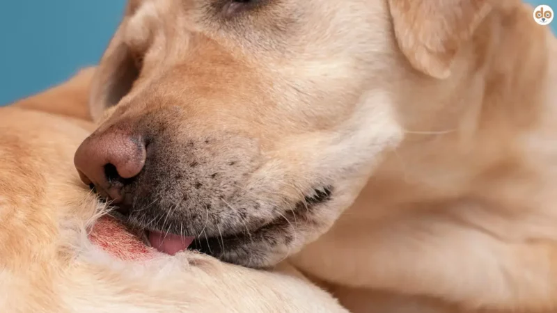 Warum knabbern Hunde an ihrem Fell und ihrer Haut?