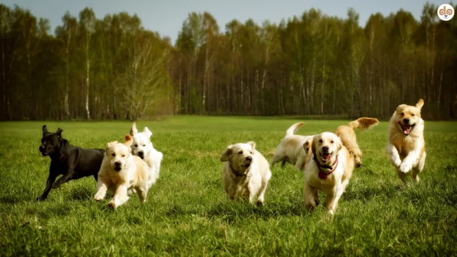 Hundegruppe freilaufend auf weitläufiger Wiese, Toleranz