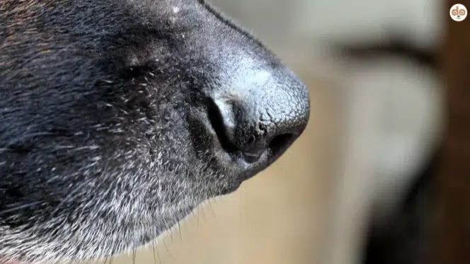 Hundeherpes