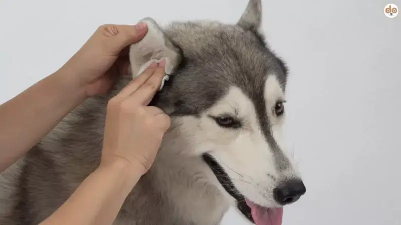 Otitis bei Hunden: Ursachen, Symptome und Behandlungsoptionen