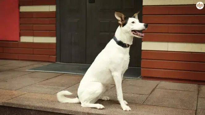 Hunderasse Ratonero Bodeguero Andaluz
