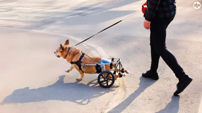 Hunderollstuhl Hund mit Gehhilfe