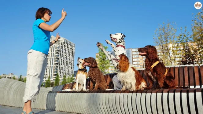Hundetraining Alltagskommandos im Freien draussen Stadt
