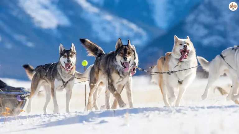 Husky Schlittenhunde in Schneelandschaft