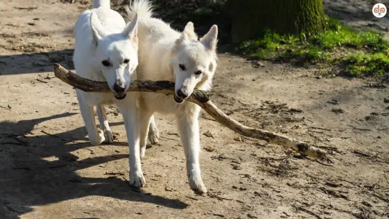 Zwei Kanaan Hunde tragen gemeinsam einen Ast, seltene Hunderassen