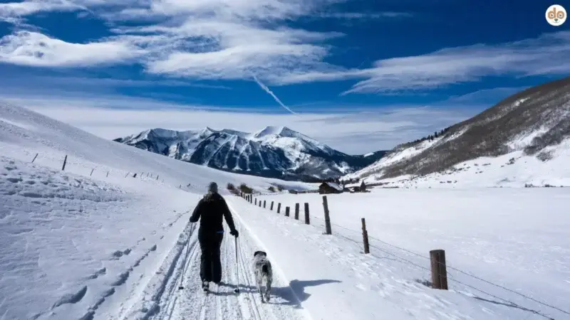 Skiurlaub mit Hund? Aktiv und sicher auf Langlaufloipen
