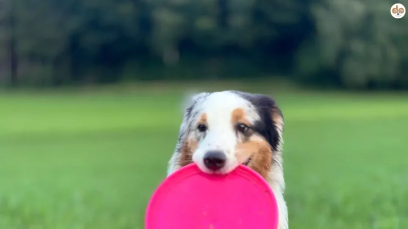 Fadik-Syndrom beim Hund