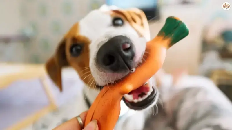 Stiftung Warentest findet Schadstoffe in Hundespielzeug