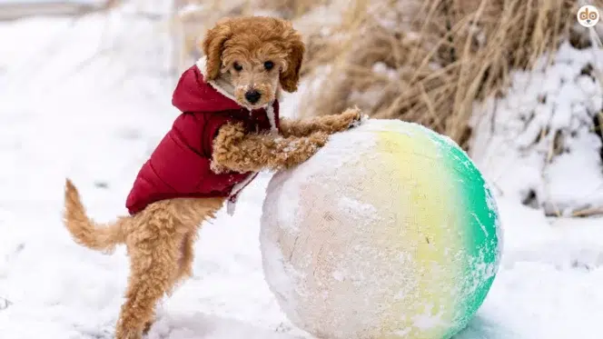 Hund mit Mantel beim Schneespiel mit Ball