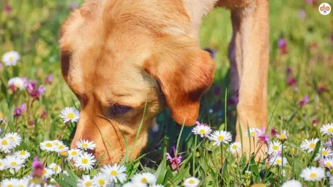 Nasenarbeit auf der Blumenwiese im Frühling, Hund schnüffelt an Gänseblümchen