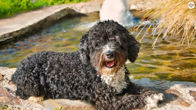 Spanischer Wasserhund sitzt auf Teichmauer Wasser und Fontäne im Hintergrund