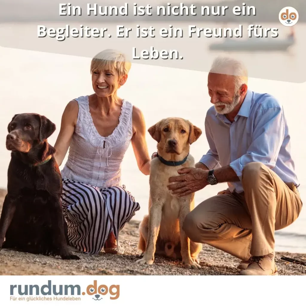 Zwei ältere Menschen am Strand mit zwei Labrador Retrievern, alle vier lächeln in die Kamera
