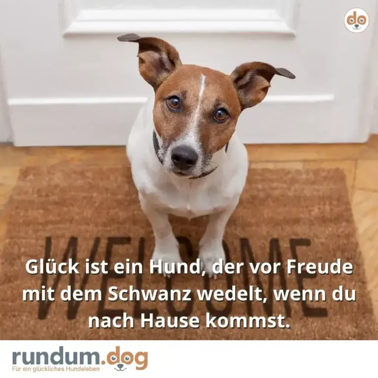 Braun-weisser Hund mit gespitzten Ohren sitzt auf Fussmatte vor weisser Haustür und schaut direkt in die Kamera