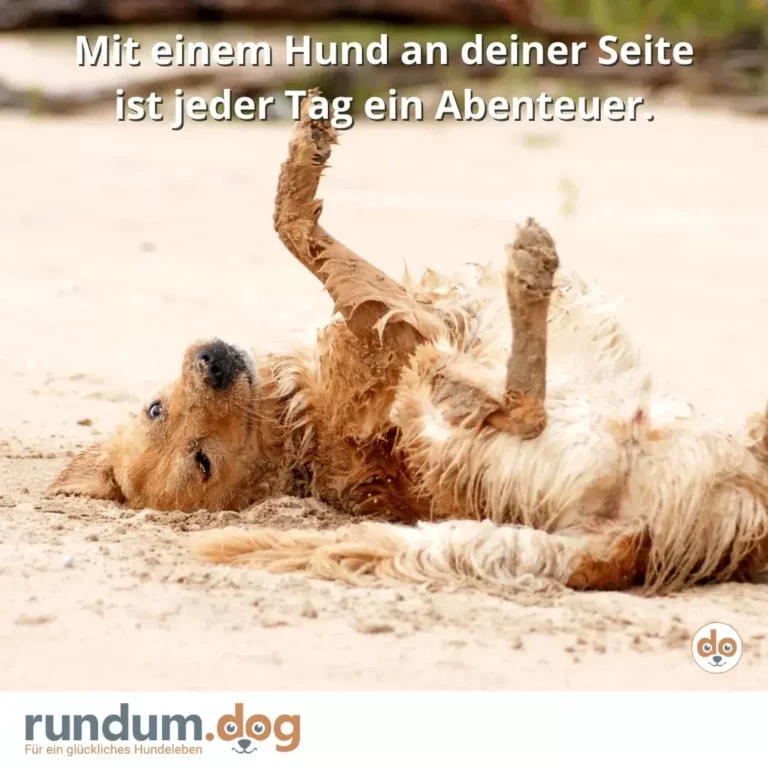 Hund liegt im Sand und wälzt sich ausgelassen mit allen vier Beinen in der Luft