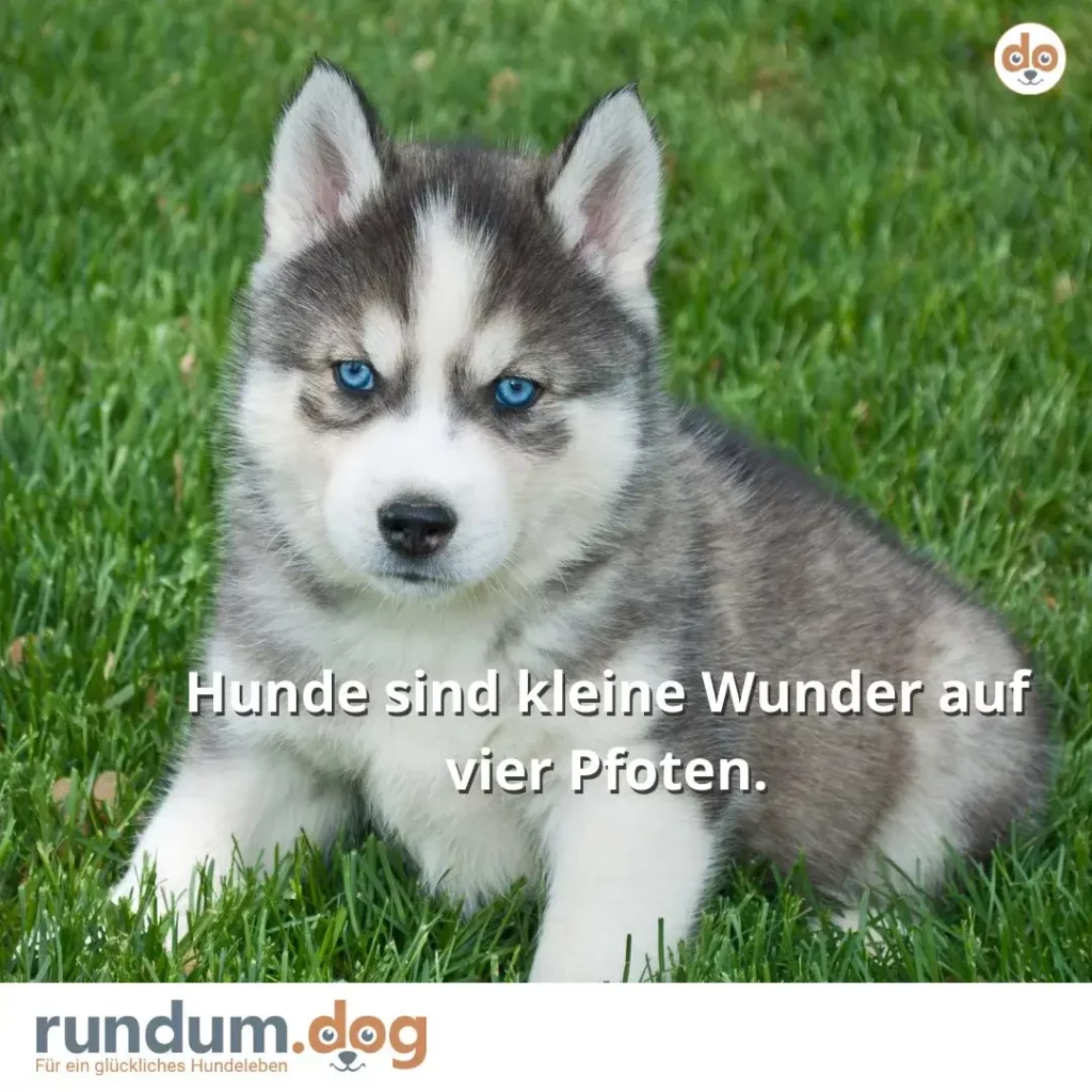 Husky-Welpe mit blauem Blick sitzt auf grüner Wiese