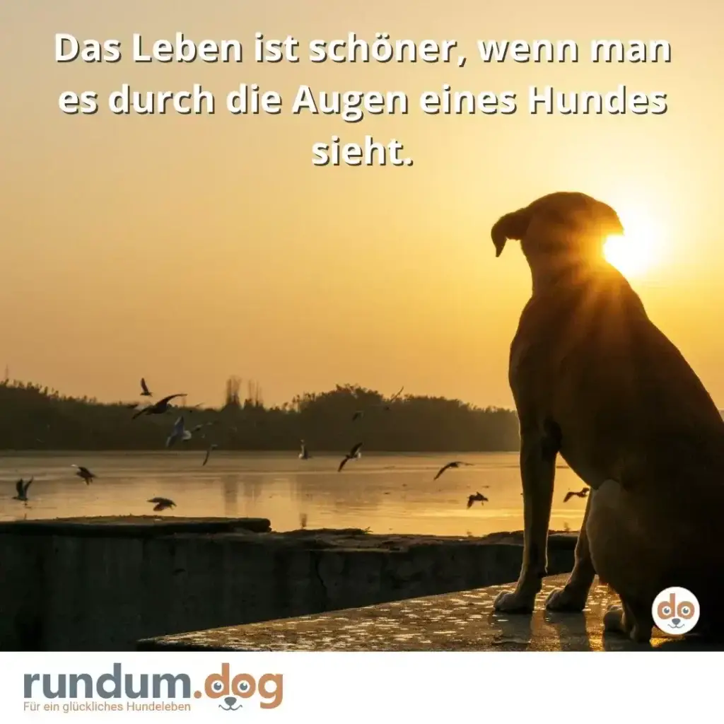 Hund sitzt in Silhouette am Ufer bei Sonnenaufgang, Vögel fliegen über das Wasser