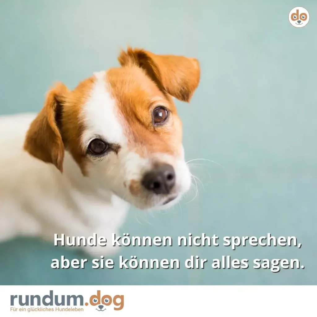 Weiss-braun gefleckter Hund mit Stehohren schaut direkt in die Kamera mit geneigtem Kopf vor blaugrünem Hintergrund