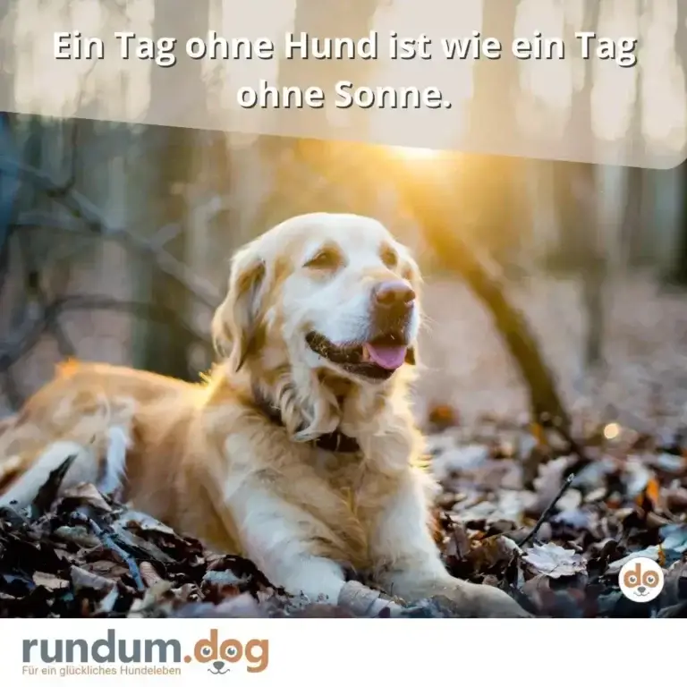 Weisser Hund mit braunen Flecken sitzt in der Sonne auf steinigem Untergrund, schaut nach oben, mit leicht offener Schnauze