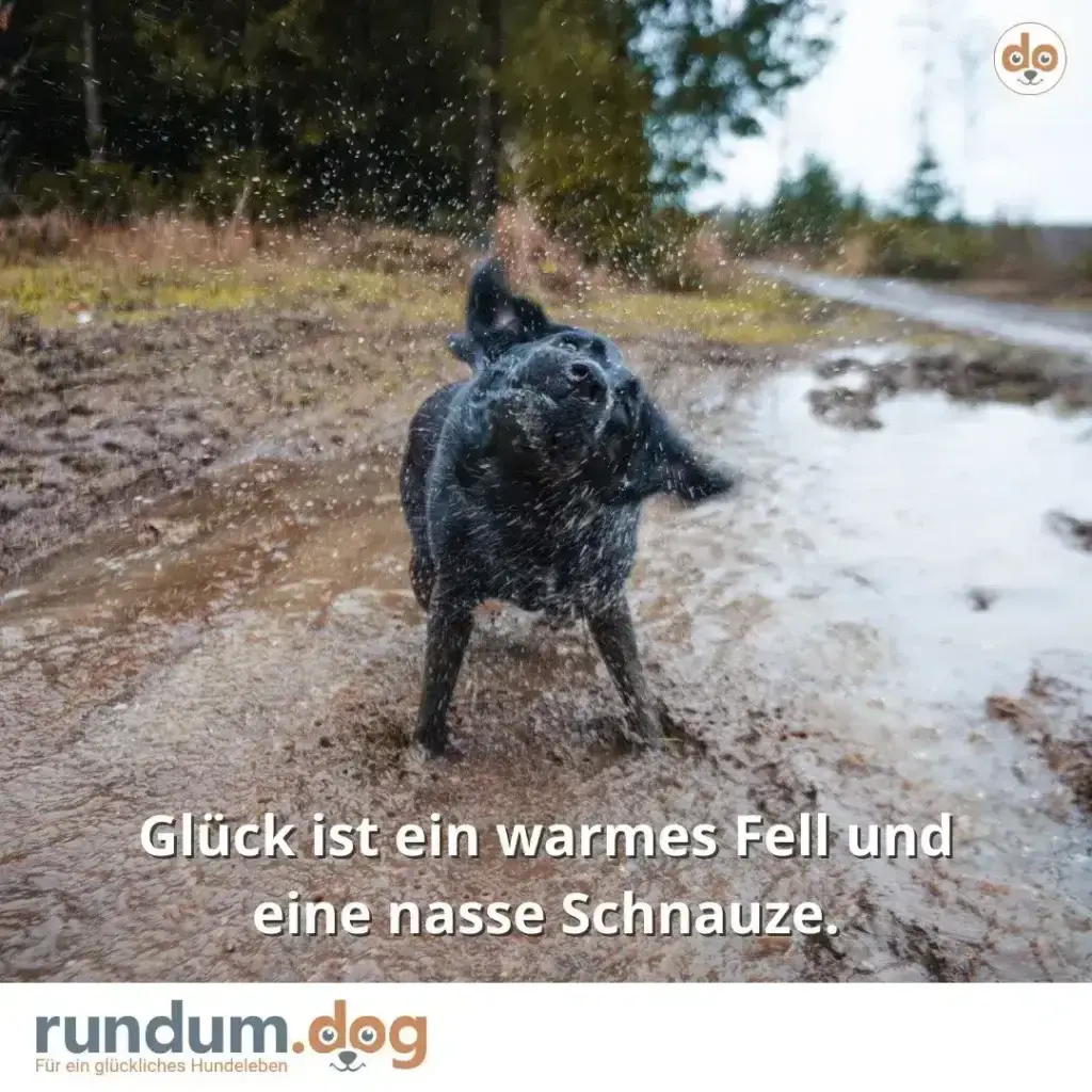 Schwarzer Hund schüttelt sich nach dem Planschen im Wasser, Spritzwasser fliegt in alle Richtungen