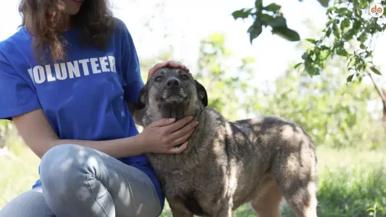 Adoptionschancen von Tierheimhunden erhöhen, Volunteer mit Hund draussen