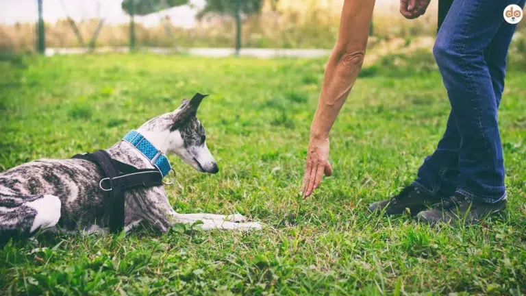 Training von Sicherheitskommando Bleib draussen auf Wiese