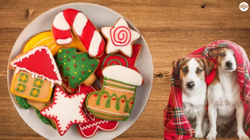 Leckerer Weihnachtsteller für Hunde: Ideen für deinen Vierbeiner