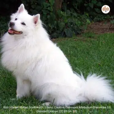 Hunderasse Amerikanischer Eskimohund Eskie
