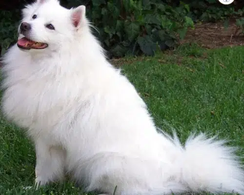 Hunderasse Amerikanischer Eskimohund Eskie