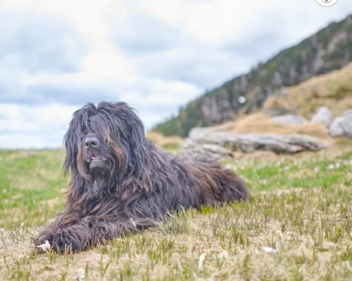 Hunderasse Cane da Pastore Bergamasker Hirtenhund