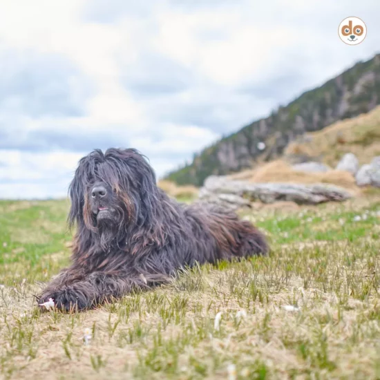 Hunderasse Cane da Pastore Bergamasker Hirtenhund