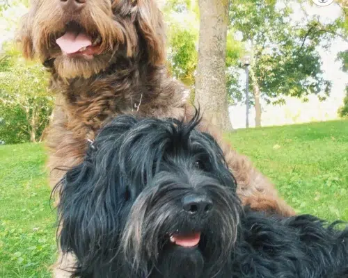 Cão da Serra de Aires (Portugiesischer Schäferhund) zwei nebeneinander braunes und schwarzes Fell