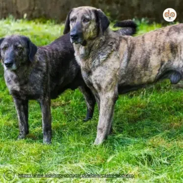Zwei Castro Laboreiro Hunde
