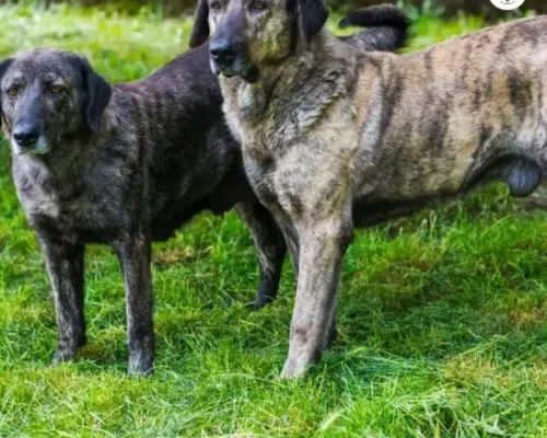 Zwei Castro Laboreiro Hunde